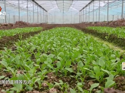 新闻晚高峰20240112