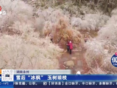 湖南永州：雪后“冰枫” 玉树琼枝