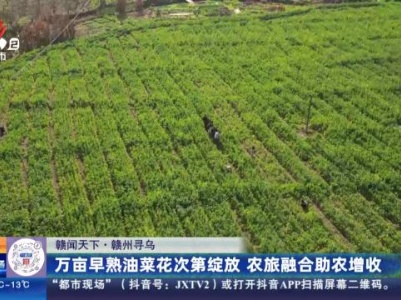 【赣闻天下】赣州寻乌：万亩早熟油菜花次第绽放 农旅融合助农增收