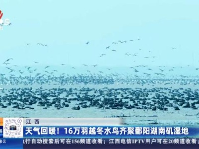 江西：天气回暖！16万羽越冬水鸟齐聚鄱阳湖南矶湿地