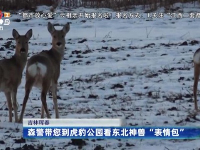 吉林珲春：森警带您到虎豹公园看东北神兽“表情包”