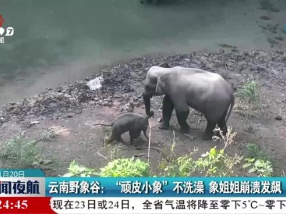 云南野象谷：“顽皮小象”不洗澡 象姐姐崩溃发飙