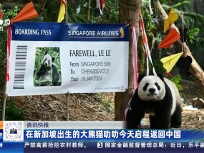 在新加坡出生的大熊猫叻叻今天启程返回中国