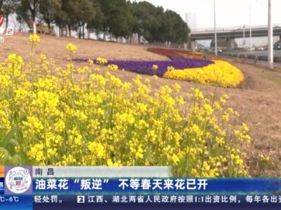 南昌：油菜花“叛逆” 不等春天来花已开