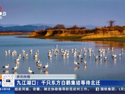 九江湖口：千只东方白鹳集结等待北迁