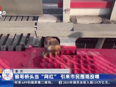 重庆：猴哥桥头当“网红” 引来市民围观投喂