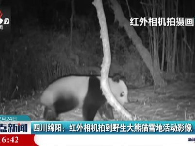 四川绵阳：红外相机拍到野生大熊猫雪地活动影像
