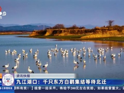 九江湖口：千只东方白鹳集结等待北迁