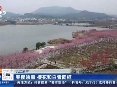 九江武宁：春樱映雪 樱花和白雪同框