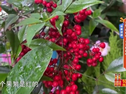 健康提醒——公园“红果果”千万别乱吃