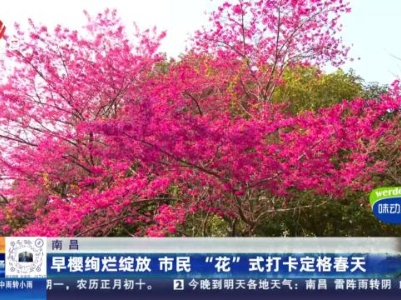 南昌：早樱绚烂绽放 市民“花”式打卡定格春天