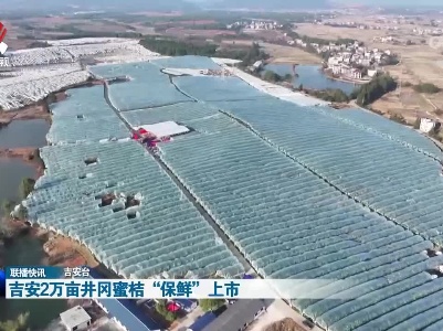 吉安2万亩井冈蜜桔“保鲜”上市