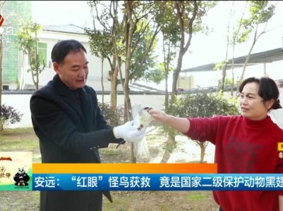 安远：“红眼”怪鸟获救 竟是国家二级保护动物黑翅鸢