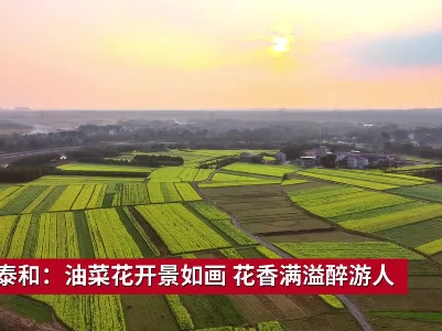 吉安泰和：油菜花开景如画  花香满溢醉游人
