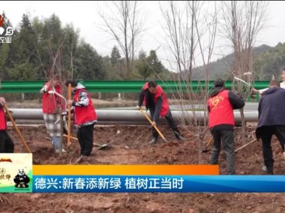 德兴：新春添新绿 植树正当时