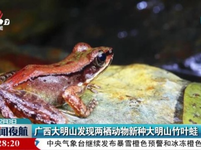 广西大明山发现两栖动物新种大明山竹叶蛙