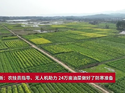 吉安永新：农技员指导、无人机助力 24万亩油菜做好了防寒准备