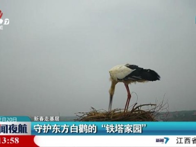 【新春走基层】守护东方白鹳的“铁塔家园”