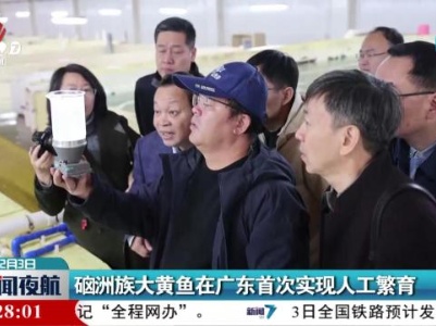 硇洲族大黄鱼在广东首次实现人工繁育