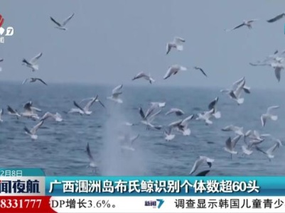 广西涠洲岛布氏鲸识别个体数超60头