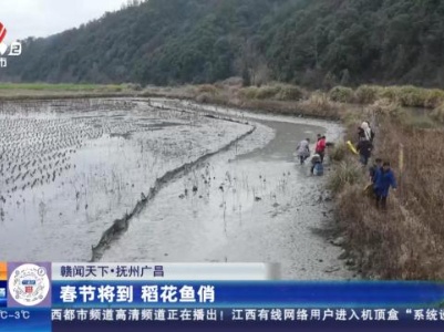 【赣闻天下】抚州广昌：春节将到 稻花鱼俏