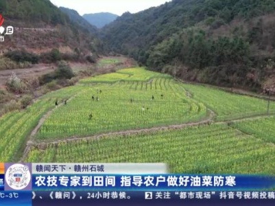 【赣闻天下】赣州石城：农技专家到田间 指导农户做好油菜防寒