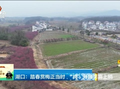 湖口：踏春赏梅正当时 “梅”开眼笑喜上梢