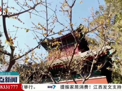 暗香浮动 国家植物园内蜡梅绽放迎客来