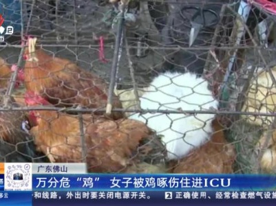 广东佛山：万分危“鸡” 女子被鸡啄伤住进ICU