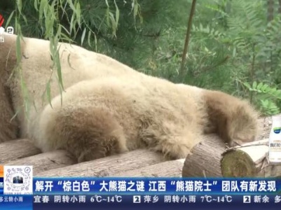 解开“棕白色”大熊猫之谜 江西“熊猫院士”团队有新发现