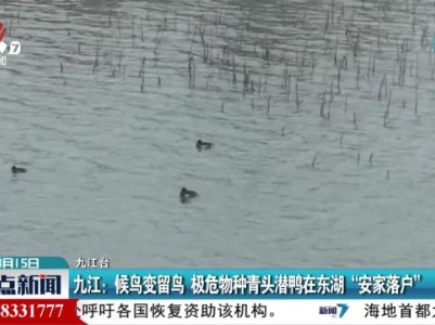 九江：候鸟变留鸟 极危物种青头潜鸭在东湖“安家落户”