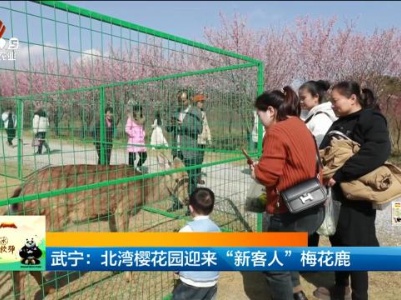 武宁：北湾樱花园迎来“新客人”梅花鹿