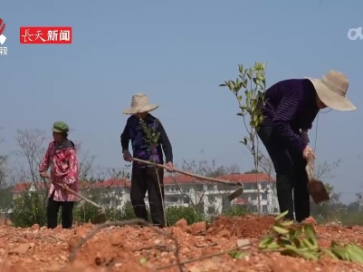 科学指导 助力油茶产业提质增效