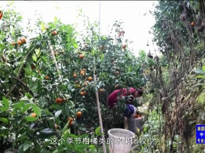 三农头条20240331