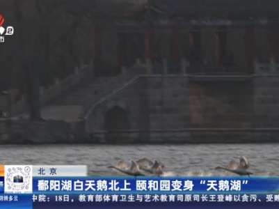 北京：鄱阳湖白天鹅北上 颐和园变身“天鹅湖”
