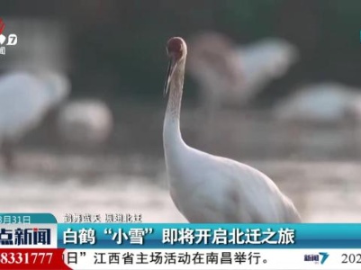 【鹤群蓝天 振翅北迁】白鹤“小雪”即将开启北迁之旅