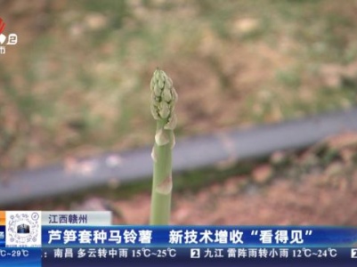 江西赣州：芦笋套种马铃薯 新技术增收“看得见”