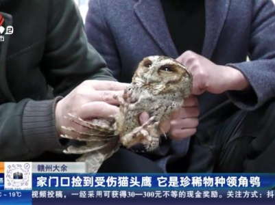 赣州大余：家门口捡到受伤猫头鹰 它是珍稀物种领角鸮