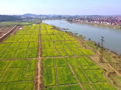 江西乐平：阳春三月 23万亩油菜花盛开