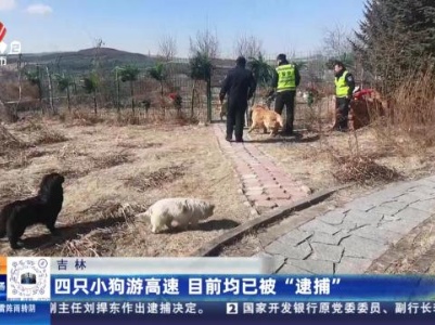 吉林：四只小狗游高速 目前均已被“逮捕”