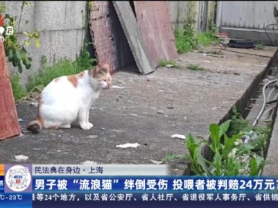【民法典在身边】上海：男子被“流浪猫”绊倒受伤 投喂者被判赔24万元？
