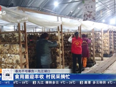【春光不可辜负】九江湖口：食用菌迎丰收 村民采摘忙