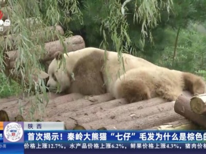 陕西：首次揭示！秦岭大熊猫“七仔”毛发为什么是棕色的