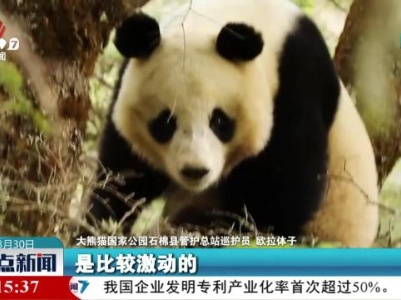 大熊猫国家公园巡护员见证大熊猫求偶“浪漫瞬间”