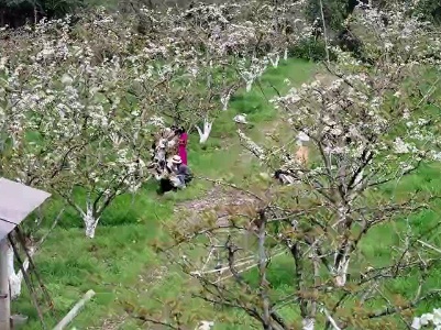 江西浮梁：梨花树下茶飘香