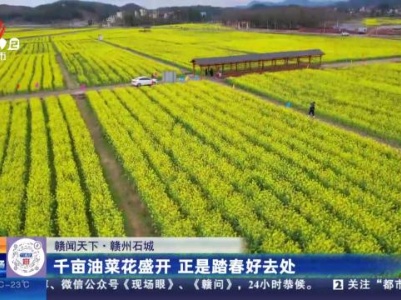 【赣闻天下】赣州石城：千亩油菜花盛开 正是踏春好去处