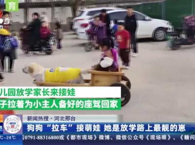 【新闻热搜】河北邢台：狗狗“拉车”接萌娃 她是放学路上最靓的崽