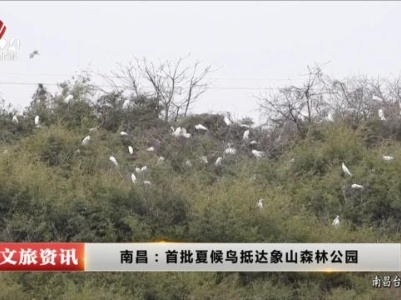 南昌：首批夏候鸟抵达象山森林公园