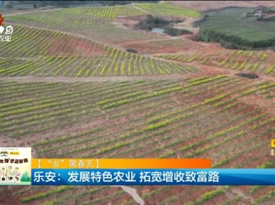 【“乡”聚春天】乐安：发展特色农业 拓宽增收致富路