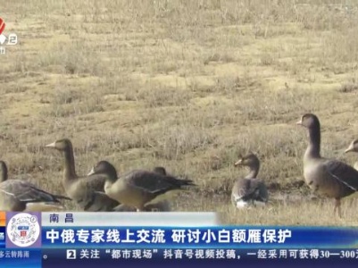 南昌：中俄专家线上交流 研讨小白额雁保护